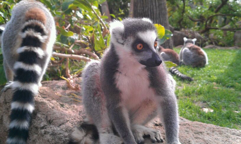 lemur_bioparc_fuengirola