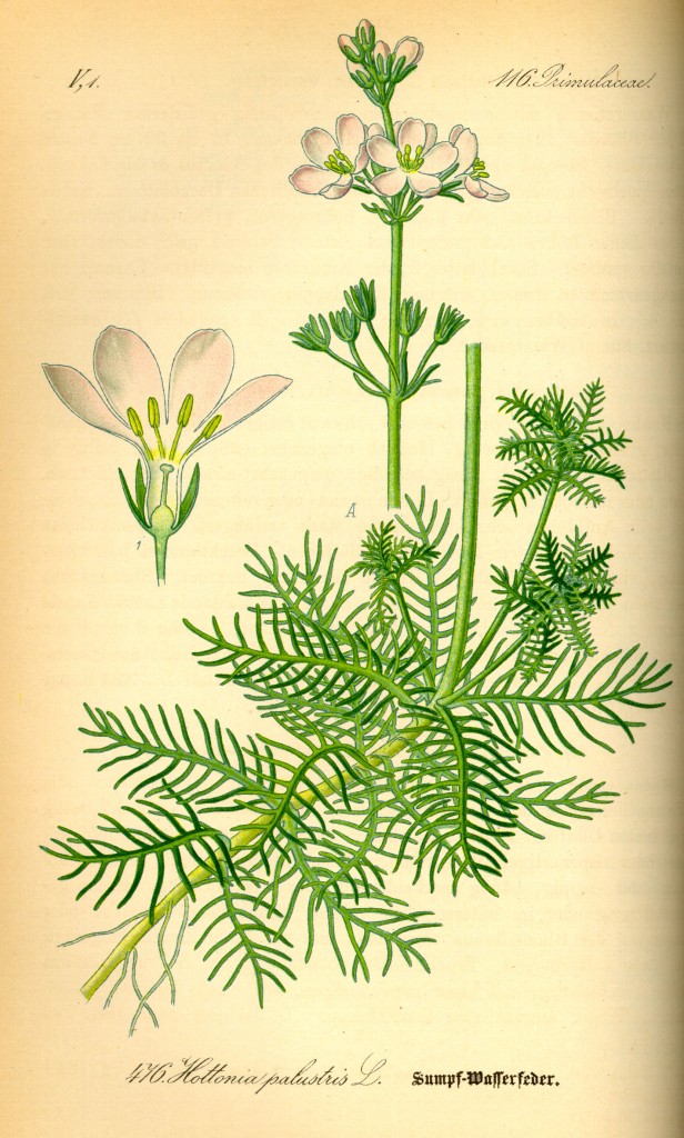 Illustration_Hottonia_palustris_violeta_de_agua Illustration_Hottonia_palustris_violeta_de_agua