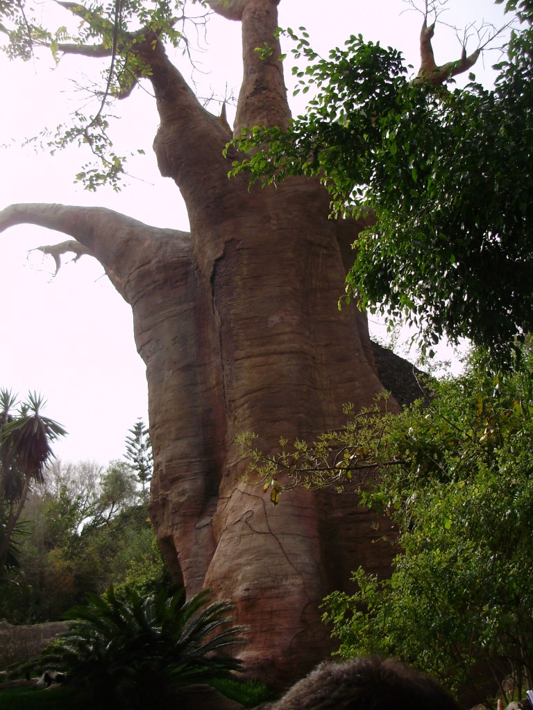 arbol_baobab_bioparc_fuengirola