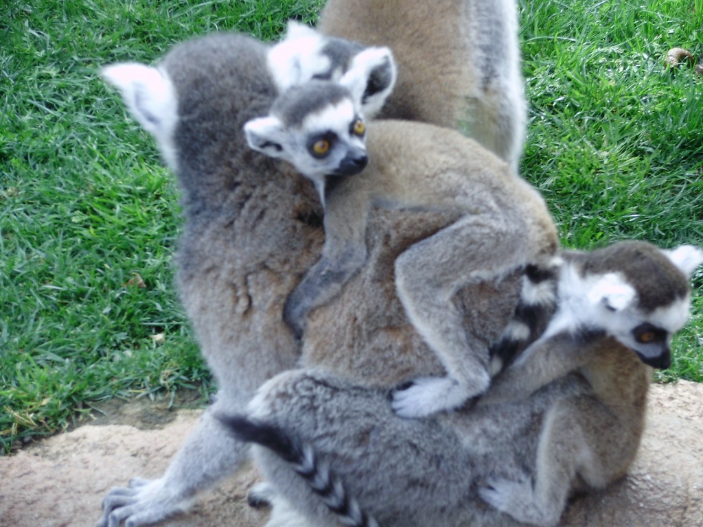 lemures_bioparc_fuengirola