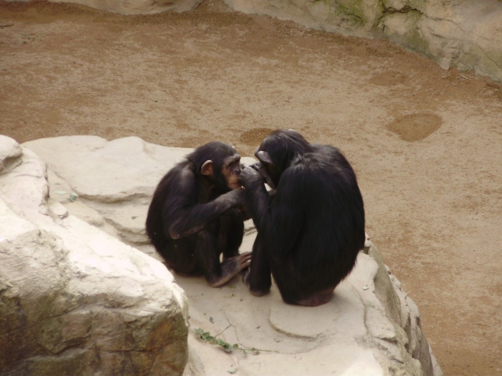 chimpances_bioparc_fuengirola