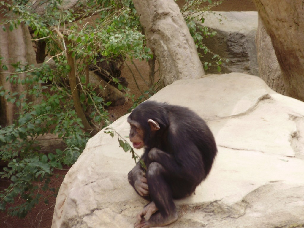 chimpances_bioparc_fuengirola