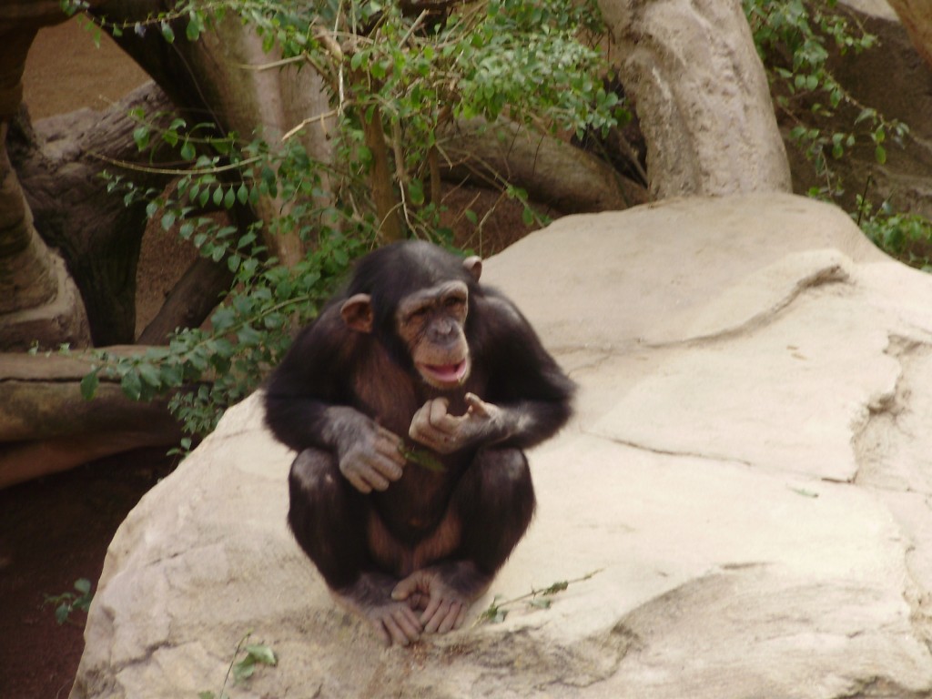 zoo_bioparc_fuengirola_chimpance