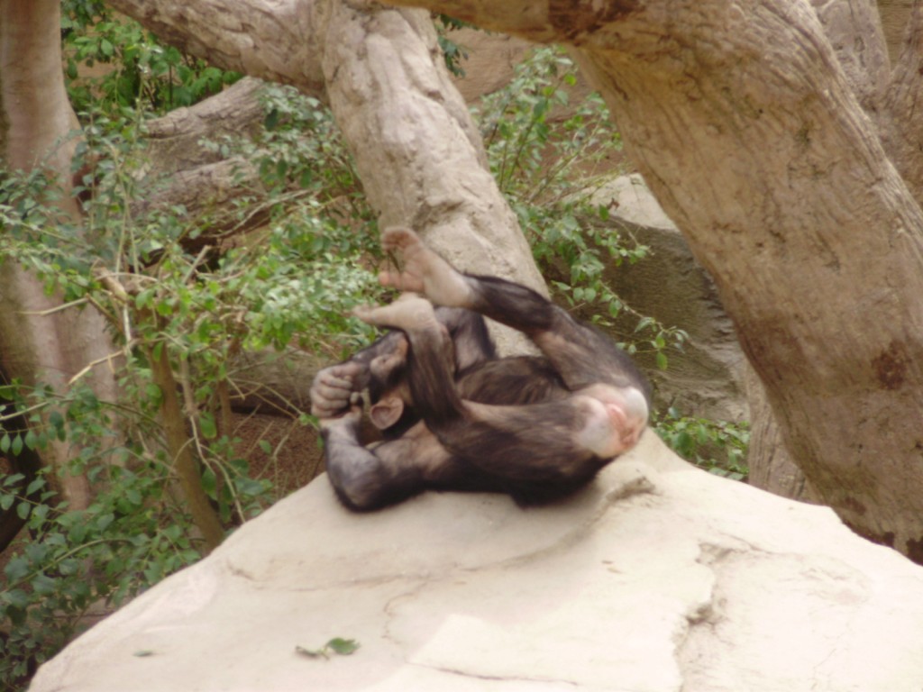 chimpance_zoo_bioparc_fuengirola
