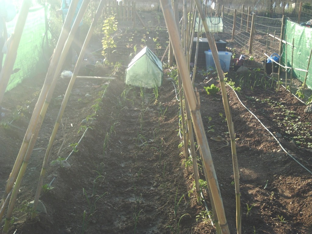 huerto_progreso_siembra