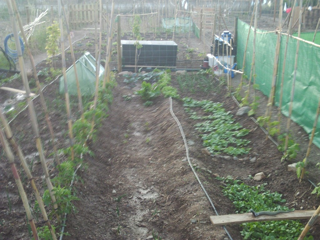 huerto_siembra_progreso