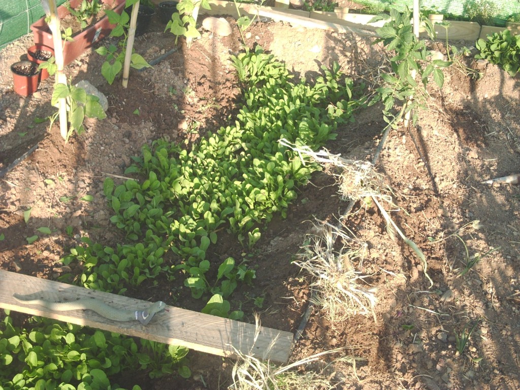 plantas_rucula_rabanillos_rojos