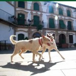 feria_del_perro_archidona_2012