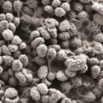 Top 10 de nuevas especies animales y vegetales 2012