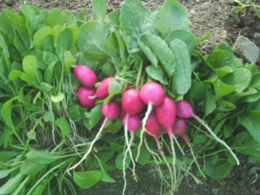 rucula_rabanitos_rojos