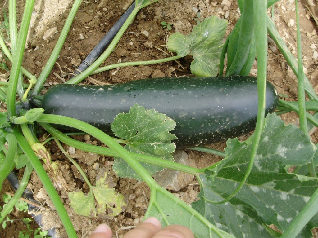 calabacin_huerto