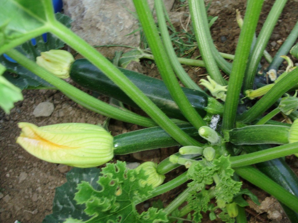 calabacines_huerto_propio