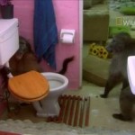 Gran Hermano Babuino