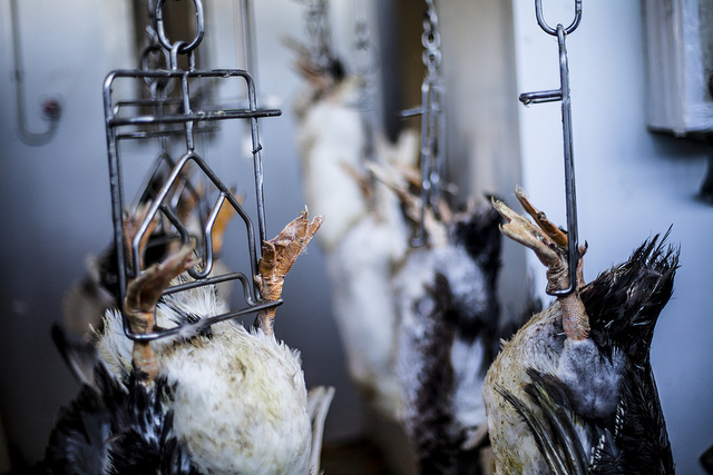 granja_patos_espana_matanza