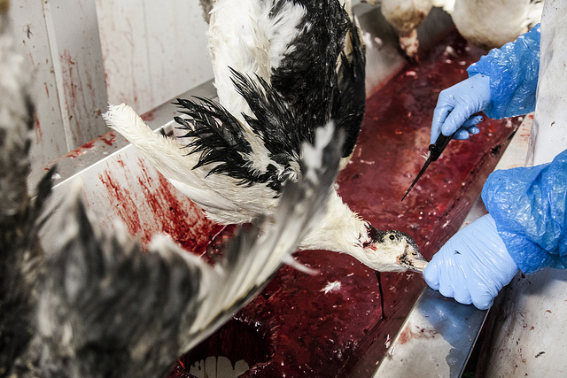 granja_patos_españa_foie_gras