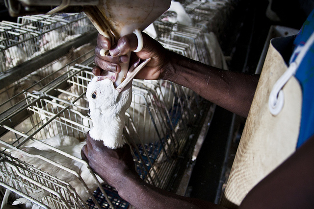 pato_foie_gras_granja_espana